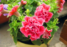 Load image into Gallery viewer, 100pcs Double Flap Petunia Seeds bonsai beautiful Petunia flower perennial indoor flowering potted plant for home garden flower plants
