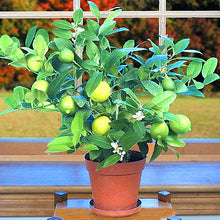 Load image into Gallery viewer, 10pcs kaffir lime seeds (Citrus aurantifolia) organic fruit Lemon Bonsai Tree seeds pot plants
