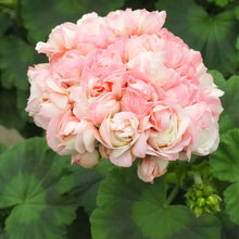 Load image into Gallery viewer, 5PCS Red Apple blossom Geranium Seeds plant Perennial Bonsai Flower Seeds plants Rare Big-blooms Pelargonium Hortorum For Garden Plant
