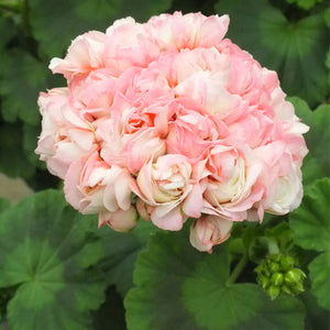 5PCS Red Apple blossom Geranium Seeds plant Perennial Bonsai Flower Seeds plants Rare Big-blooms Pelargonium Hortorum For Garden Plant