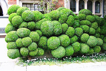 Load image into Gallery viewer, 50pcs courtyard juniper balls Seeds Outdoor bonsai tree  Perennial plants for home garden decor supplies Best packaging
