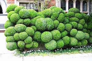 50pcs courtyard juniper balls Seeds Outdoor bonsai tree  Perennial plants for home garden decor supplies Best packaging