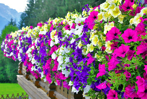 200pcs/bag rare petunia seeds bonsai flower plants20 colors any choice suitable for home garden planting plants