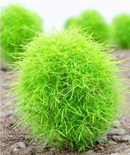 Load image into Gallery viewer, 100pcs Asparagus densiflorus Myers Kohia seeds bonsai Perennial evergreen half-marine herb ornamental potted plant for home garden plants
