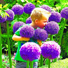 Load image into Gallery viewer, 100pcs Mixed Colour Giant Onion flower Allium Giganteum Beautiful Flowers home Garden potted Plant Rare Flower For Children
