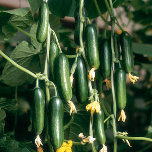 100pcs cucumber seeds japanese mini cucumber vegetable seeds plants for home vegetables for home&garden plants planting