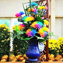 Load image into Gallery viewer, 100pcs Gazania Flower Seeds rigens Moench flowers rare chrysanthemum beautiful flower potted plants for home garden planting
