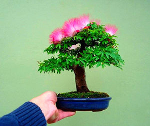 20pcs Acacia  bonsai tree plant flower pot indoor home garden decoration