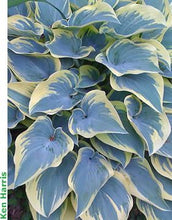 Load image into Gallery viewer, 50pcs Hosta Seeds Bonsai Rare Hosta flowers bonsai Liliaceae flower seeds perennial indoor blowering potted plants for home garden
