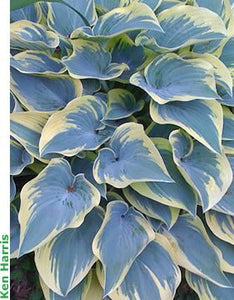 50pcs Hosta Seeds Bonsai Rare Hosta flowers bonsai Liliaceae flower seeds perennial indoor blowering potted plants for home garden