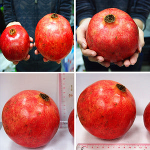 50pcs Dwarf Pomegranate Fruit Seeds Bonsai Punica granatum fruit bonsai tree indoor or outdoor potted plants garden Edible Landscape Plant