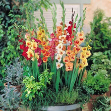 Load image into Gallery viewer, 100pcs Gladiolus Seeds not Bulbs bonsai flower bulb Vaniot Houtt perennial beautiful flowers seeds for home garden potted plants
