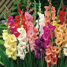 Load image into Gallery viewer, 100pcs Gladiolus Seeds not Bulbs bonsai flower bulb Vaniot Houtt perennial beautiful flowers seeds for home garden potted plants
