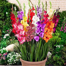 Load image into Gallery viewer, 100pcs Gladiolus Seeds not Bulbs bonsai flower bulb Vaniot Houtt perennial beautiful flowers seeds for home garden potted plants
