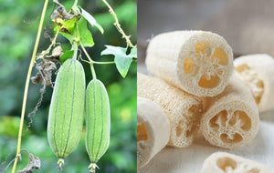 10pcs Long Loofah Seeds Vegetable Plants Luffa cylindrica Organic non-GMO healthy vegetables plantas for home garden plants planting