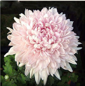 100pcs Multiple colour chrysanthemum seeds bonsai chrysanthemum flower seeds bonsai perennial indoor flowering home garden potted plants