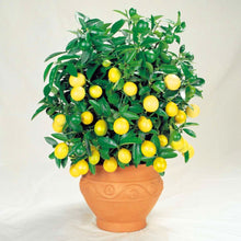 Load image into Gallery viewer, 20pcs/bag Bonsai Dwarf Lemon Tree seed Edible Fruit Meyer Lemon plants Exotic Citrus limon bonsai tree potted plants for home garden
