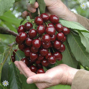 20Pcs Yellow Cherry bonsai Plants Bonsai Fruit Tree Seeds Perennial Edible Plants Dwarf Cherry Fruit Bonsai Tree For Home Garden Plant