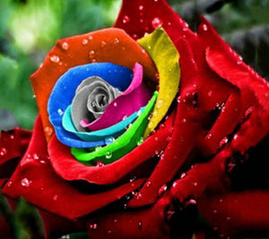 100PCS Flower Seed Holland Rose Seed Lover Gift Orange Green Rainbow Rare 24 Color To Choose DIY Home Gardening Flower