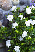 Load image into Gallery viewer, Orange jasmine bonsai seeds flowers rare jasmine flower seed bonsai perennial indoor flowring for home garden potted
