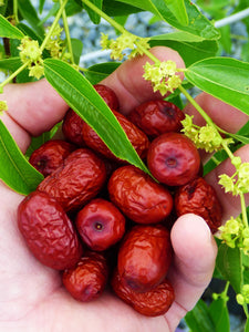 10pcs Giant Jujube Seeds bonsai Sweet Health Nutritious Fruit Seeds Tree Bonsai Plants DIY Home Garden plants