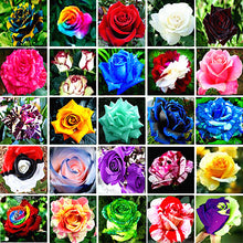 Load image into Gallery viewer, 100PCS Flower Seed Holland Rose Seed Lover Gift Orange Green Rainbow Rare 24 Color To Choose DIY Home Gardening Flower
