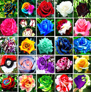 100PCS Flower Seed Holland Rose Seed Lover Gift Orange Green Rainbow Rare 24 Color To Choose DIY Home Gardening Flower