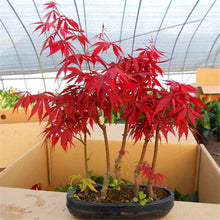 Load image into Gallery viewer, 20 Pcs Maple Bonsai Plants Red Maple Tree Seeds Very Beautiful Outdoor Tree Home Garden Decoration Potted Plants
