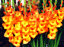 Load image into Gallery viewer, 100pcs Gladiolus Seeds not Bulbs bonsai flower bulb Vaniot Houtt perennial beautiful flowers seeds for home garden potted plants
