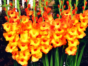 100pcs Gladiolus Seeds not Bulbs bonsai flower bulb Vaniot Houtt perennial beautiful flowers seeds for home garden potted plants