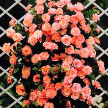 Load image into Gallery viewer, 100pcs/bag Rainbow Climbing Rose Bonsai Seeds and Rose Bonsai Rare Flowers Seeds Plants Bonsai Tree Balcony &amp; Yard Potted for home garden Plants
