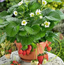 Load image into Gallery viewer, 600pcs/bag Gaint Climbing Strawberry Seeds Bonsai Perennial Organic Climbing Red Strawberry Plant For Home Garden Bonsai Plants
