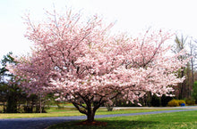 Load image into Gallery viewer, 10pcs/pack Bonsai Giant Pink Sakura seed Cherry Blossom Tree seeds Very Beautiful Oriental Cherry Tree Perennial Shrub Plants
