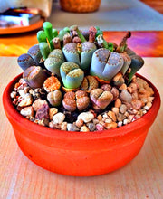 Load image into Gallery viewer, 20pcs mixed lithops seeds bonsai plants lophophora stone flower indoor bonsai seeds tree succulents plantas para jardin for garden plants
