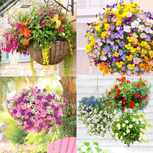 Load image into Gallery viewer, 200pcs Solid color petunia bonsai seeds spring-sowed autumn sowing petunia flower seeds bonsai balcony mirage flowers home garden
