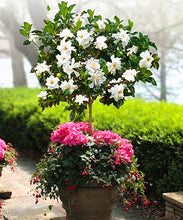 Load image into Gallery viewer, Orange jasmine bonsai seeds flowers rare jasmine flower seed bonsai perennial indoor flowring for home garden potted
