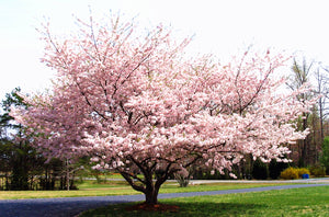 10pcs/pack Bonsai Giant Pink Sakura seed Cherry Blossom Tree seeds Very Beautiful Oriental Cherry Tree Perennial Shrub Plants