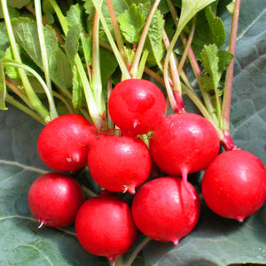 100pcs/bag Bonsai mini Cherry radish seeds organic fruit and vegetable seeds potted plants home garden planting