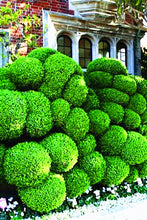 Load image into Gallery viewer, 50pcs courtyard juniper balls Seeds Outdoor bonsai tree  Perennial plants for home garden decor supplies Best packaging
