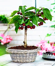 Load image into Gallery viewer, 100pcs 4 kind Bonsai fruit tree seeds Perennial Dwarf Kiwi Apple Lemon Cherry bonsai fruit seeds garden potted plant
