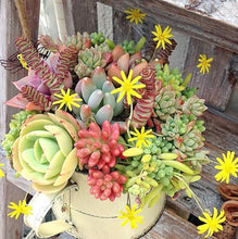 Load image into Gallery viewer, Pearl bonsai succulent seeds plant Lithops Living Stones Succulent Cactus seeds Organic Mini Garden flower bonsai
