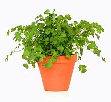 Load image into Gallery viewer, 100pcs/bag bonsai coriander seeds vegetable parsley seed Food spice for home garden pot plants planting easy to grow
