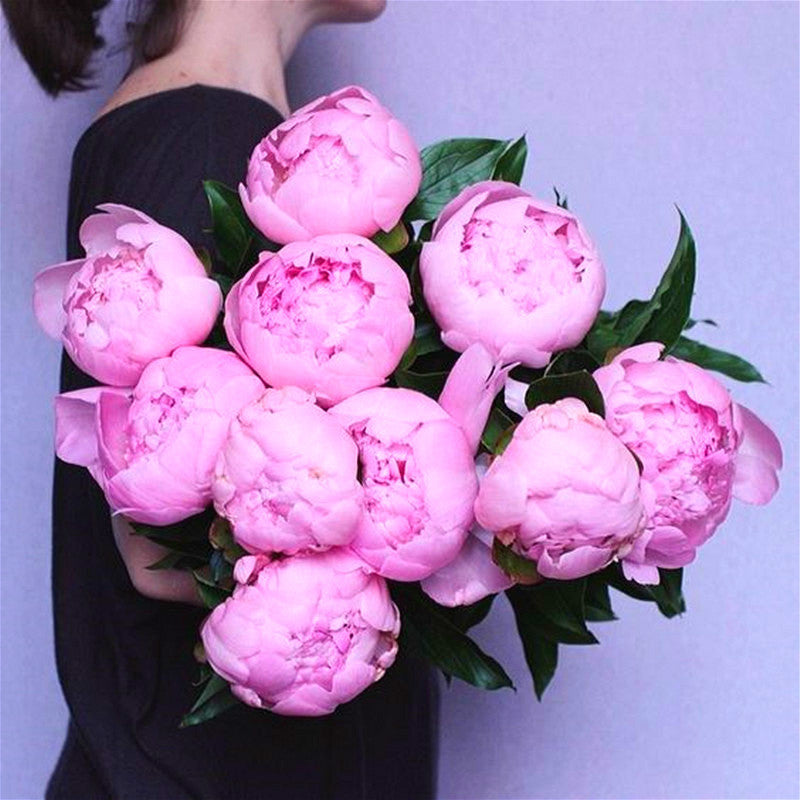 10Pcs Gaint peony  Seeds bonsai Rare tree peony flower seeds Paeonia suffruticosa flowers for home garden kwiaty ogrodowe potted