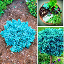 Load image into Gallery viewer, 50Pcs Rare Evergreen Colorado Blue Spruce Seeds bonsai Picea Pungens Glauca Tree bonsai plants Garden Potted Planters bonsais Sementes Seeds
