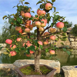 20pcs Dwarf Apple Bonsai Red Malus domestica potted Tree Delicious fruit plants for mini flower garden planting