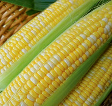 Load image into Gallery viewer, 20pcs bonsai yellow sweet glutinous corn seeds waxy corn vegetable seeds red corn sticky plant seeds
