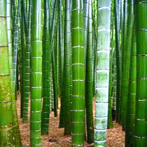 40pcs/bag bonsai Chinese Moso Giant Bamboo Seeds Phyllostachys heterocycla Pubescens-Giant Moso Bamboo for DIY Home Garden Plants