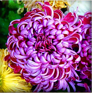 100pcs Multiple colour chrysanthemum seeds bonsai chrysanthemum flower seeds bonsai perennial indoor flowering home garden potted plants