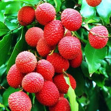 Load image into Gallery viewer, 5pcs Lychee Seeds Bosnai Fruit Litchi chinese Sweet Bosnai Fruit Seeds Tree Plants Perennials Plant For Home Garden Planting
