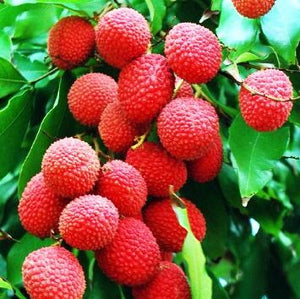 5pcs Lychee Seeds Bosnai Fruit Litchi chinese Sweet Bosnai Fruit Seeds Tree Plants Perennials Plant For Home Garden Planting